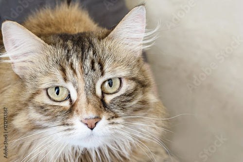 Close-up portrait of a fluffy, domestic cat, gray color.