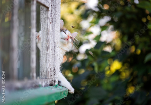 a small cute curious kitten walks along the eaves of a country house on a sum...