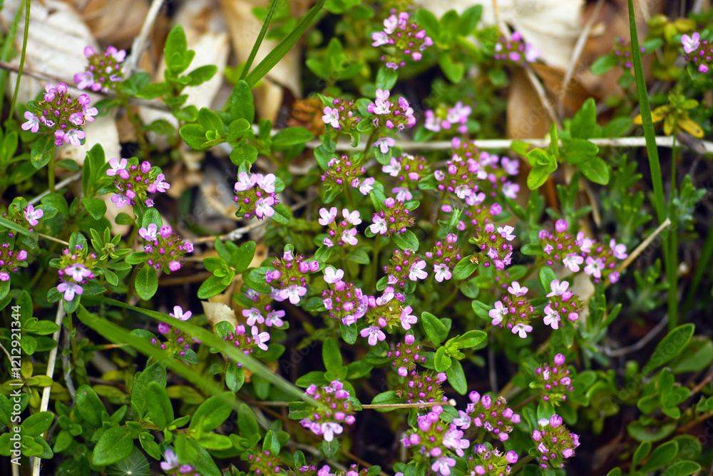 Φωτογραφία Creeping thyme in bloom: a close-up photo of an evergreen shrub with small aromatic leaves and pink flowers