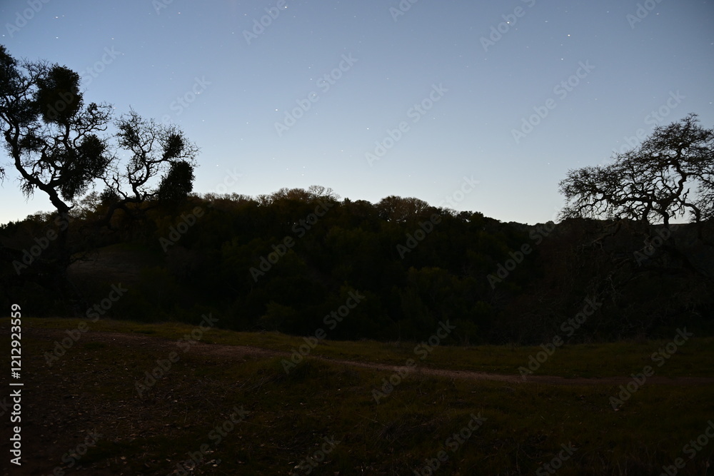 Fototapeta premium sunset in the forest