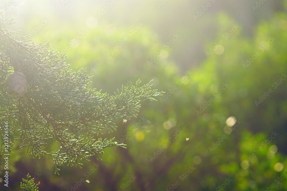 Φωτογραφία Sunny day in the forest on the Montenegrin coast: a cypress branch with a cone against the background of evergreen shrubs