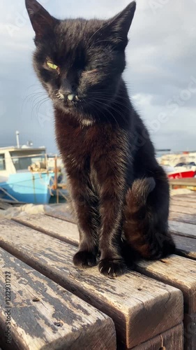 A stray black cat sits on a weathered wooden bench, showing visible signs of illness with a runny nose