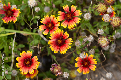 Photo of Texas Firewheel flowers Gaillardia Blanket Flower Plants