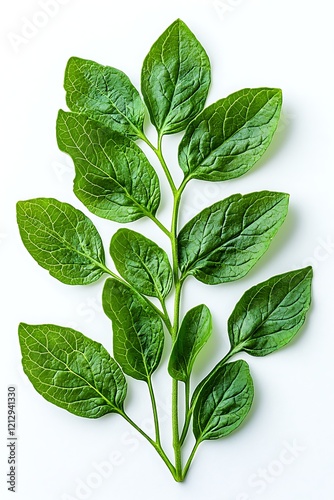 Fresh, organic tomato leaves collected and isolated on a white background.