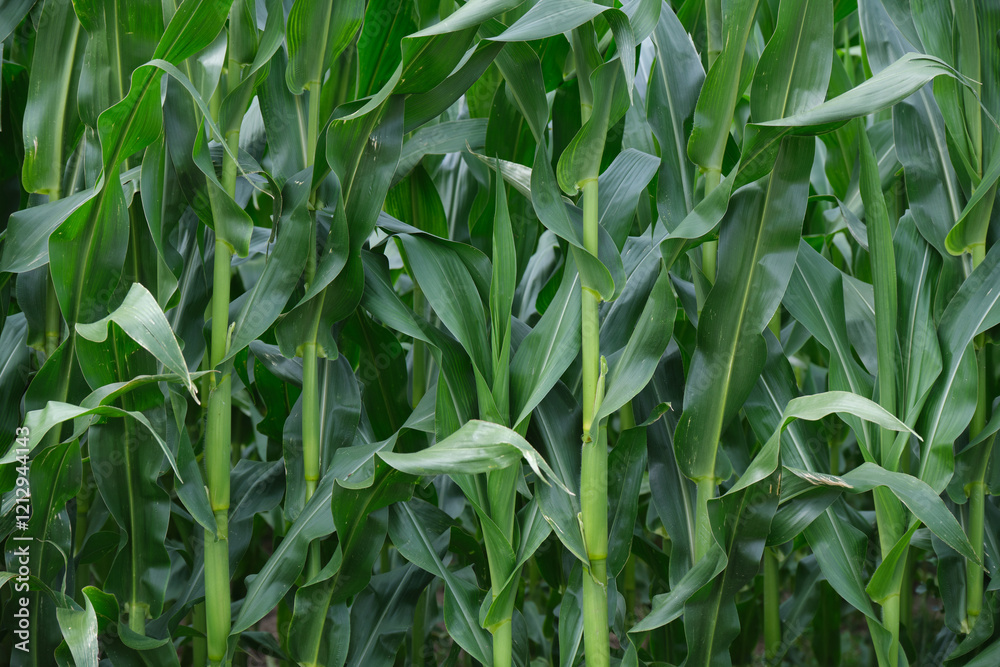 Corn field close up. Selective focus. Green Maize Corn Field Plantation in Summer Agricultural Season.
