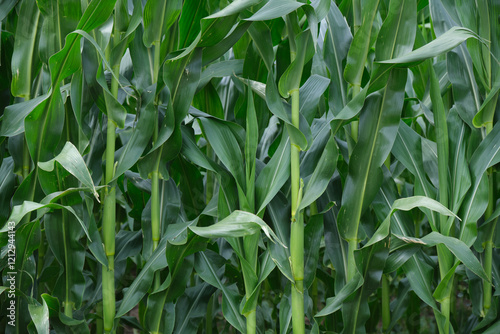 Obraz na płótnie Corn field close up. Selective focus. Green Maize Corn Field Plantation in Summer Agricultural Season. w salonie