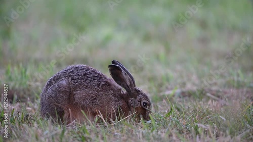 Brown hare looking for food on a mowed meadow, summer, north rhine westphalia, (lepus capensis), germany