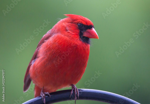 Canvas Print Male Northern Cardinal in Isolation