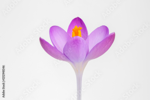 Closeup image of a Crocus tommasinianus against a white background