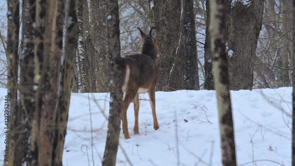 Whitetail deer during a snowy winter in Windsor in Upstate NY. Deer brave the cold and snow here in woods around our home. Whitetail deer during a snowy winter in Windsor in Upstate NY. Deer brave the cold and snow here in woods around our home.