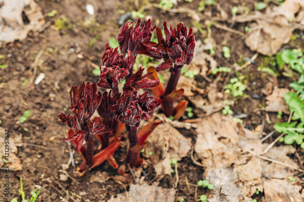 Young peony leaves sprouts break through soil ground in early spring. Young peony sprouts in spring. Young peony leaves sprouts break through soil ground in early spring. Young peony sprouts in spring.
