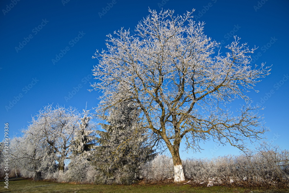 White frost on trees at the village Nosetin, Pisek District, South Bohemian Region, Czech Republic, Europe
White frost on trees at the village Nosetin, Pisek District, South Bohemian Region, Czech Republic, Europe