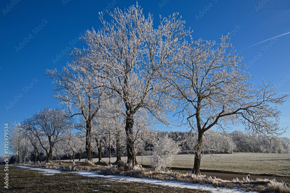 Φωτογραφία White frost on trees at the village Nosetin, Pisek District, South Bohemian Regi