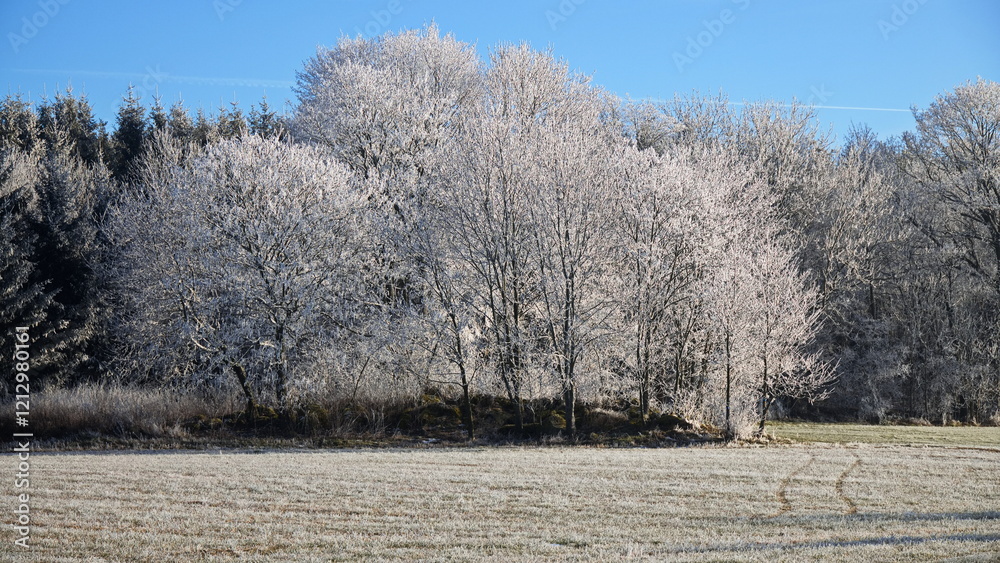 Φωτογραφία White frost on trees at the village Nosetin, Pisek District, South Bohemian Regi