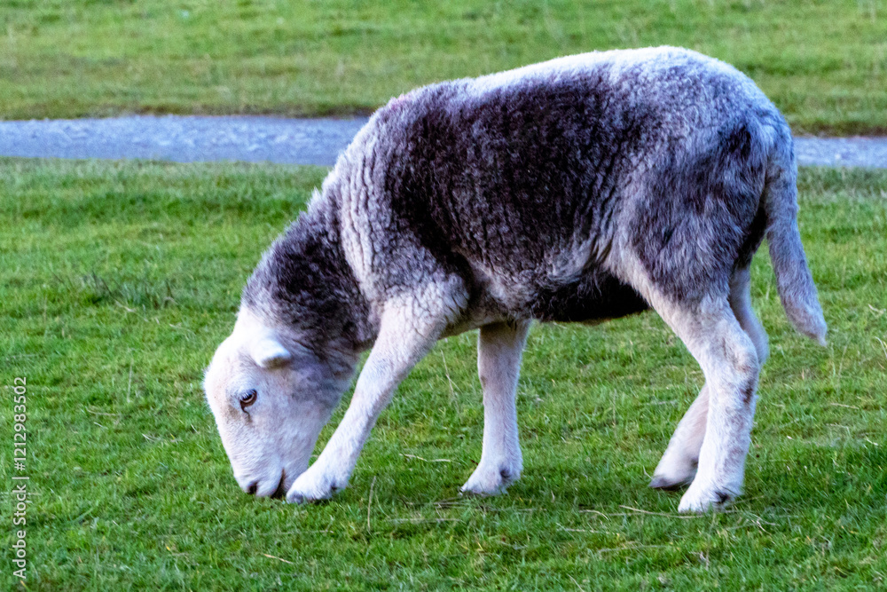 A sheep grazes on pasture next to the lake Derwentwater, Keswick. Evening, sunset at the Lake District, United Kingdom. A sheep grazes on pasture next to the lake Derwentwater, Keswick. Evening, sunset at the Lake District, United Kingdom.