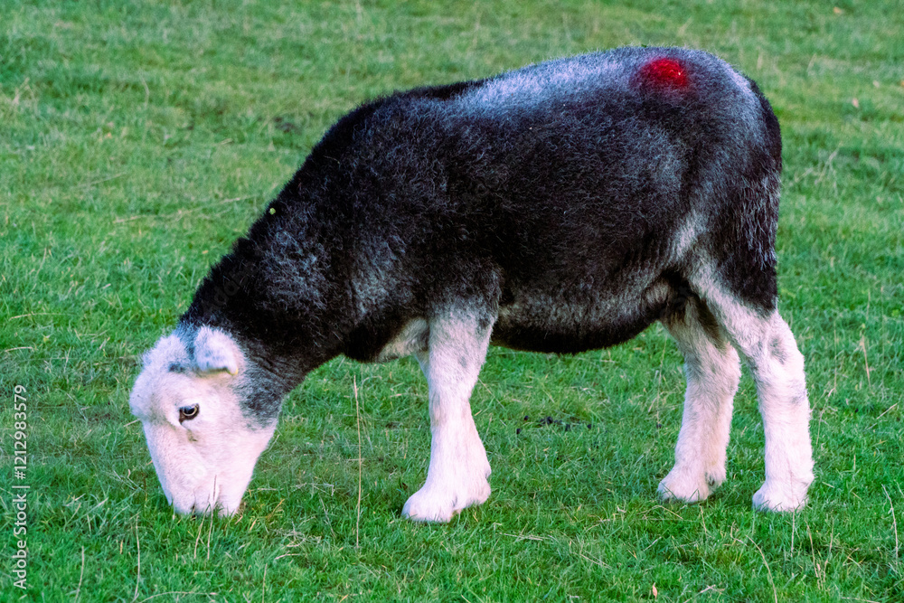 A sheep grazes on pasture next to the lake Derwentwater, Keswick. Evening, sunset at the Lake District, United Kingdom. A sheep grazes on pasture next to the lake Derwentwater, Keswick. Evening, sunset at the Lake District, United Kingdom.