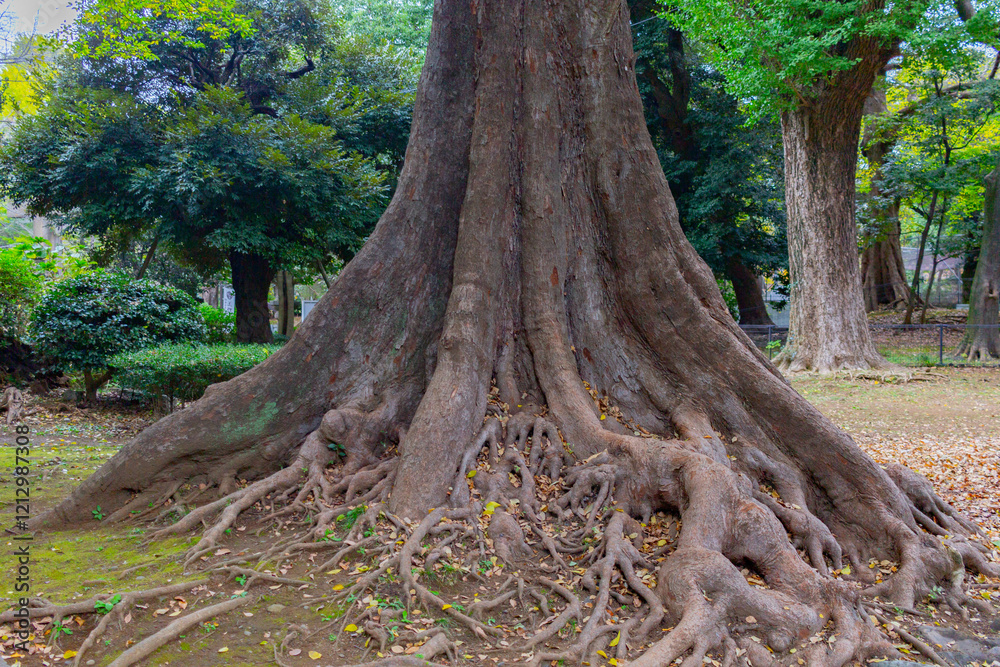 roots in the forest roots in the forest