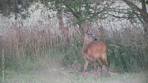 Young roebuck standing in a meadow in front of a hedge in the morning mist, summer, north rhine westphalia, (capreolus capreolus), germany 