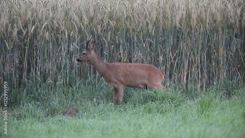 Roebuck looking for food in a meadow and standing in front of a cornfield, summer, north rhine westphalia, (capreolus capreolus), germany 