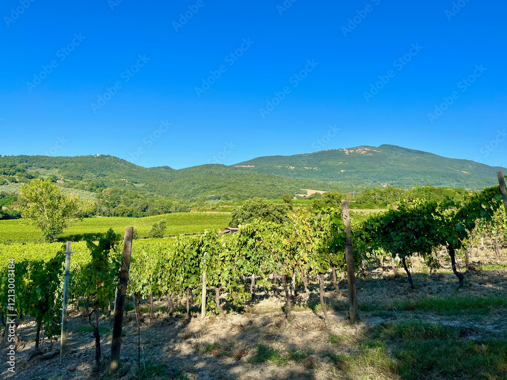 Fototapeta premium Grape plantations in Tuscany. Near towns Cetona and Piazze. View of the Tuscan mountains. Blue sky