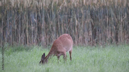 Roe deer looking for food in a meadow and standing in front of a cornfield, summer, north rhine westphalia, (capreolus capreolus), germany 