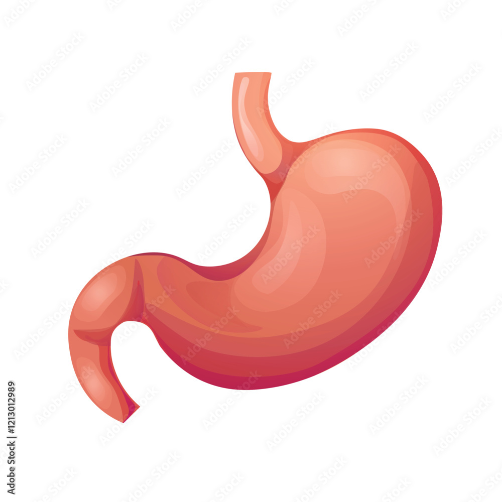 Human stomach organ. Anatomy of an internal organ. Vector illustration on white background Human stomach organ. Anatomy of an internal organ. Vector illustration on white background