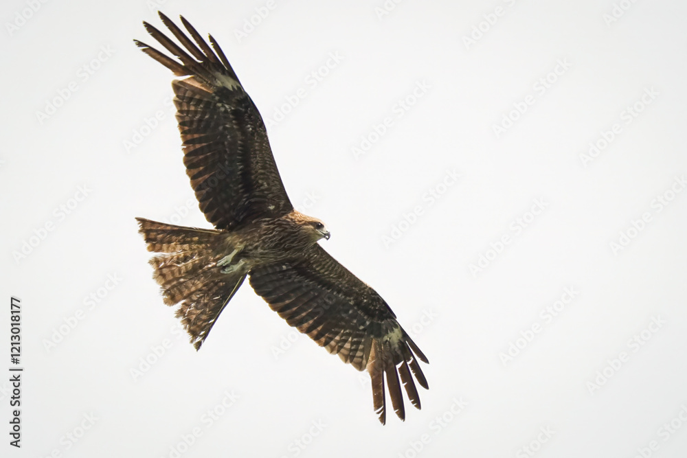Obraz premium A close-up photo of a Black Kite bird in flight.
