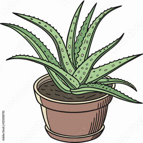 aloe vera plant isolated on white