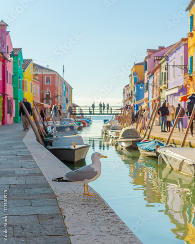 Seagull and canalside in Burano, Venice Lagoon photo