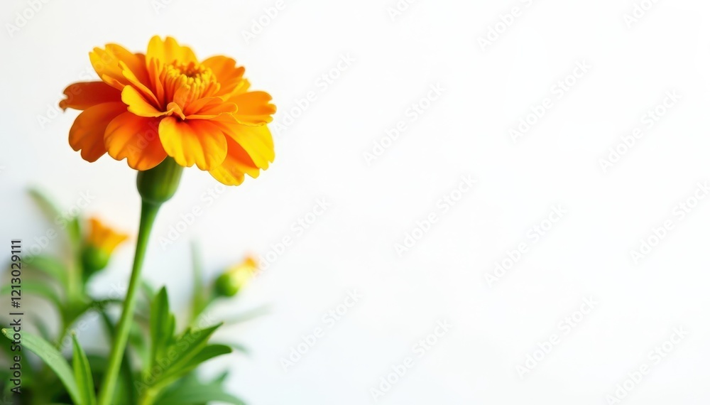 Orange marigold in focus against a simple white backdrop, garden, floral, white Orange marigold in focus against a simple white backdrop, garden, floral, white
