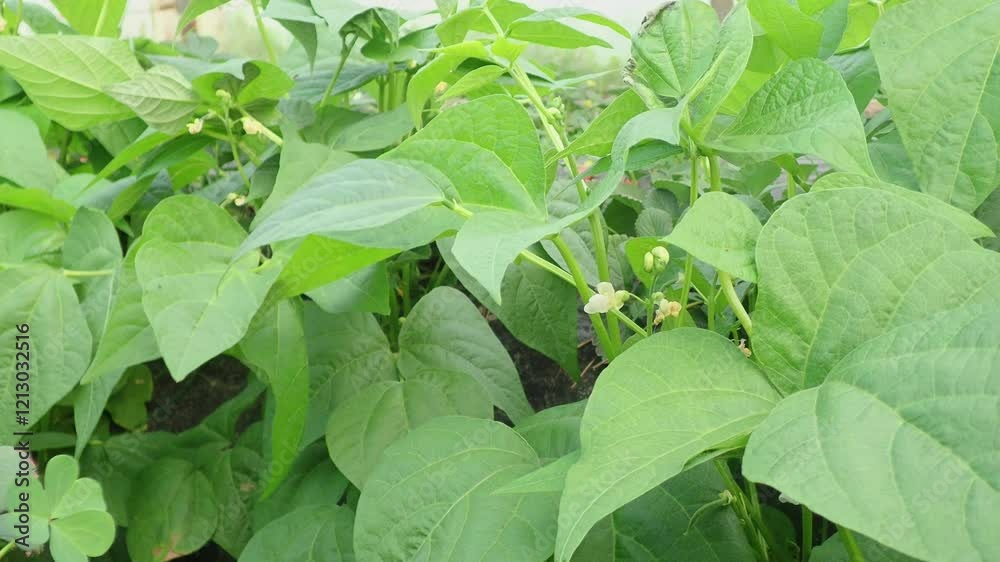 Beans flowers is garden.fresh still to pick beans hanging on a bean plant.Organic Garden Fresh Italian Green Beans.Young bean plant with flowers in the garden. Green beans grow in the vegetable garden Beans flowers is garden.fresh still to pick beans hanging on a bean plant.Organic Garden Fresh Italian Green Beans.Young bean plant with flowers in the garden. Green beans grow in the vegetable garden