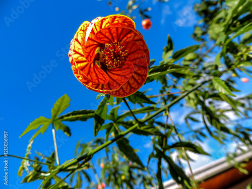 Lanterna Chinesa Flower (Abutilon striatum) photo