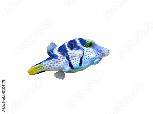 Photography Small tropical fish white blue png isolated transparent