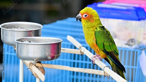 A wonderfully colorful green parrot. A suitable, tamable bird for the home. photo