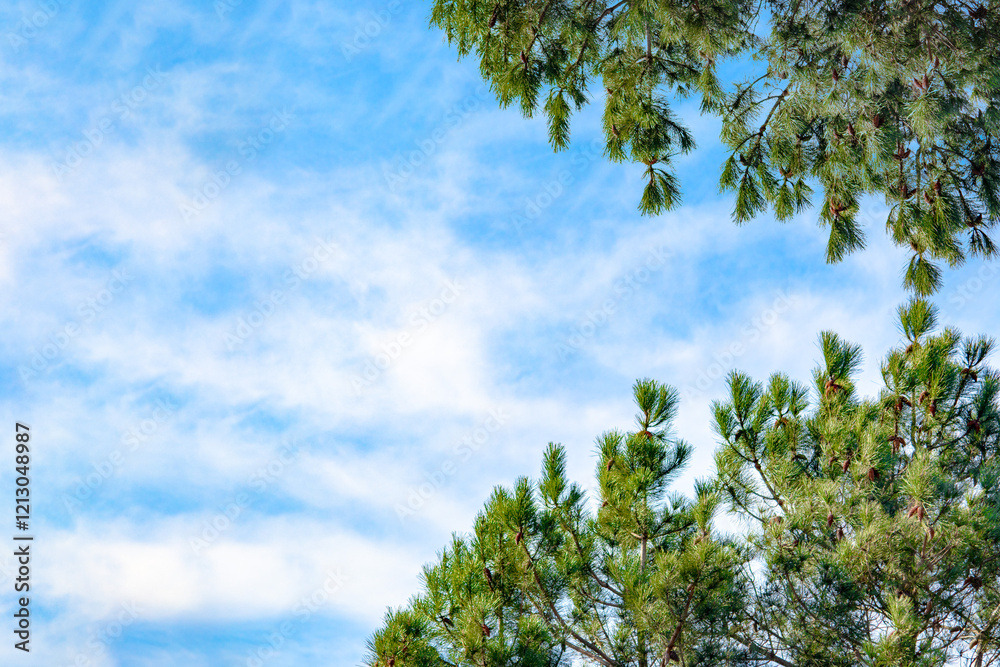 Obraz premium Natural frame made of blue cloudy sky and pine needles, background. Forest. Green coniferous trees. Copy space, blank, emtpy. Horizontal photo. No people, nobody. Banner. 