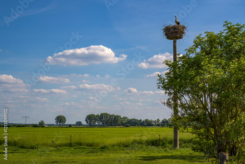 ein Storch auf seinem Horst in der Landschaft photo