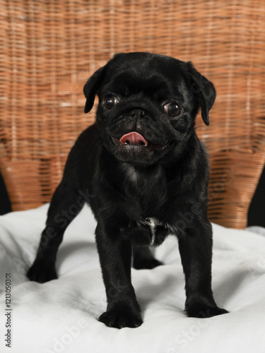 small black purebred puppy at a home photo shoot
