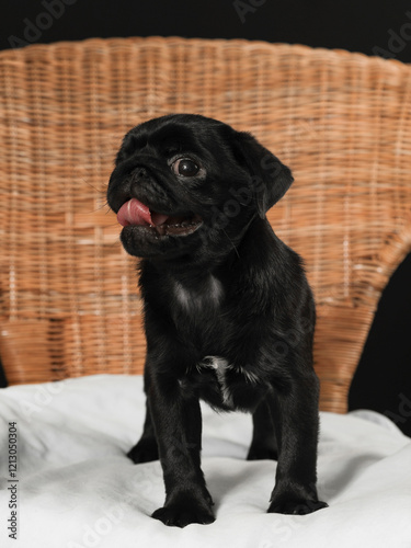 black purebred dog at a home photo shoot
