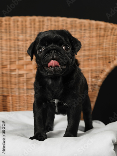 black purebred dog at a home photo shoot
