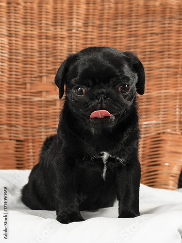 black purebred puppy at a home photo shoot

