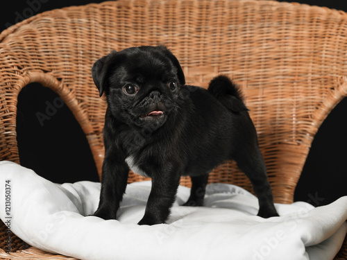 black purebred dog at a home photo shoot
