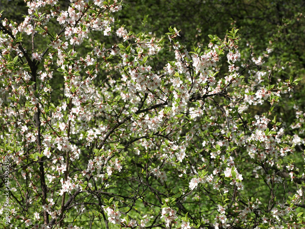 Cherry Blossom Tree in Full Bloom, Lush Green Background, Springtime Beauty Cherry Blossom Tree in Full Bloom, Lush Green Background, Springtime Beauty