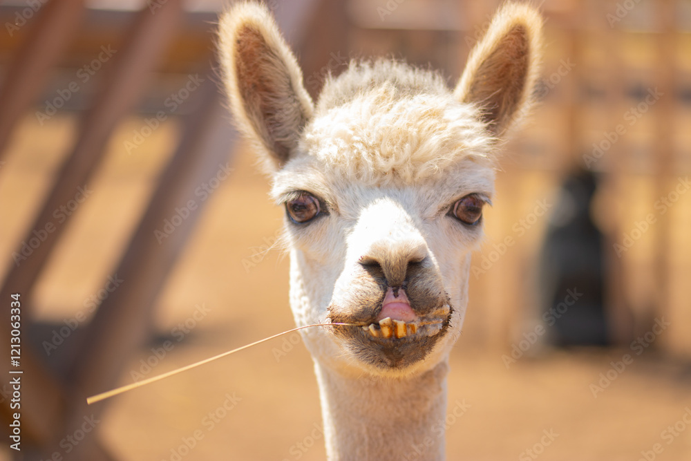 Obraz premium an alpaca that chews grass and looks funny