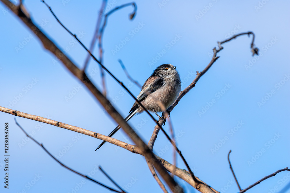Obraz premium Long-tailed Tit (Aegithalos caudatus) - Common in European Woodlands and Parks