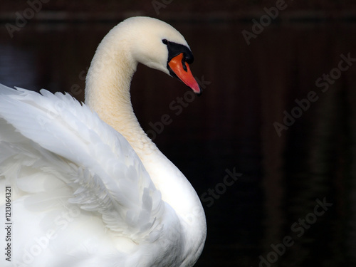 Profile of a mute swan (Cygnus olor) while stretching its wings in the Rheinaue park in Bonn, Germany