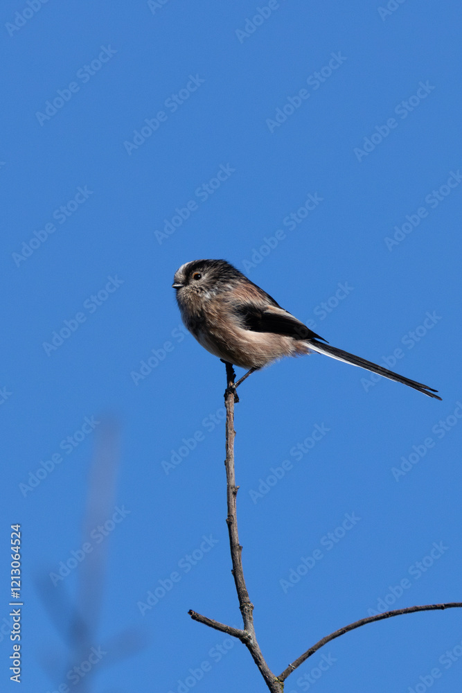Long-tailed Tit (Aegithalos caudatus) - Common in European Woodlands and Parks Long-tailed Tit (Aegithalos caudatus) - Common in European Woodlands and Parks