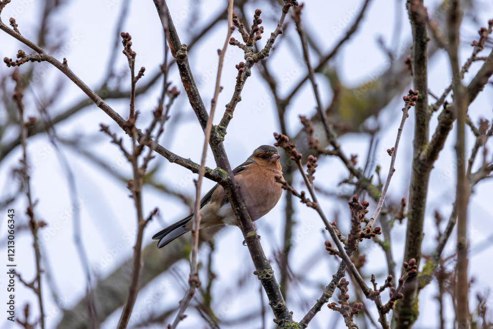 Male Chaffinch (Fringilla coelebs) in Father Collins Park, Dublin, commonly found in European woodlands Male Chaffinch (Fringilla coelebs) in Father Collins Park, Dublin, commonly found in European woodlands