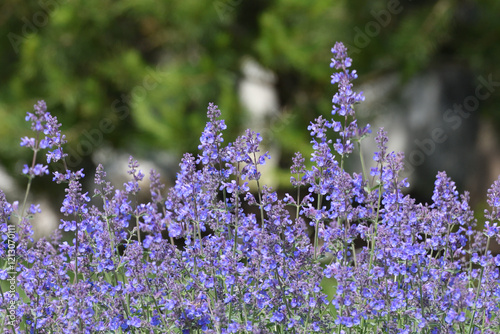 Nepeta Racemosa or catnip - flowering plant used in landscape design