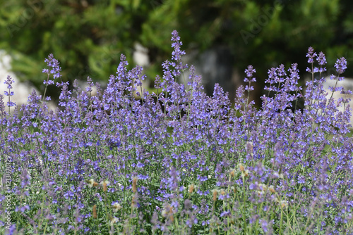 Nepeta Racemosa or catnip - flowering plant used in landscape design