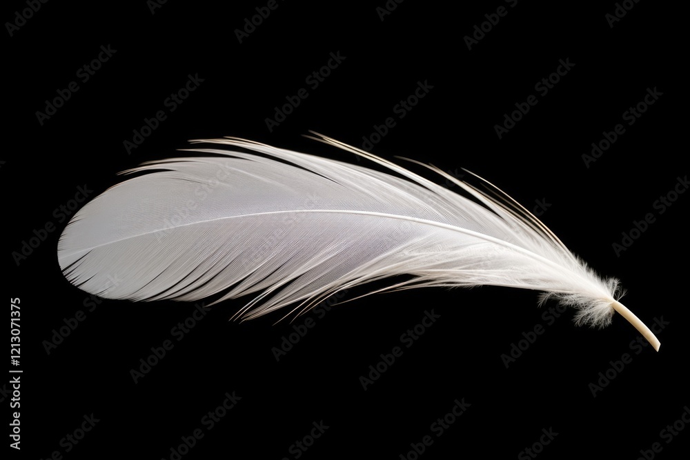 Obraz premium Swan Feather: A Delicate White Plume of Lightness Isolated on a Soft Black Background - Perfect for Flag Flyers and Cygnet Lovers